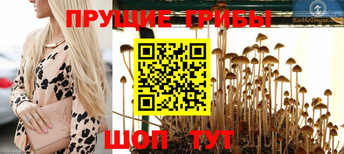 Галлюциногенные грибы прущие грибы  Псилоцибиновые грибы GOLDEN TEACHER  Черкесск  Вход с VPN 